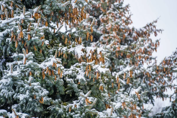 松の木の冠のコーン 冬に松繭を閉じます — ストック写真