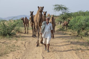 Pushkar, Hindistan - 26 Kasım 2014: Hindistan 'ın kutsal şehri Pushkar, Rajasthan yakınlarındaki Pushkar Camel Mela sırasında Thar çölünde fakir Hintli erkekler ve sürü develeri. Bu fuar dünyanın en büyük deve ticaret fuarı.