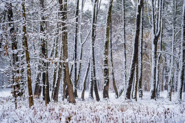 Χιόνι Κλαδιά Δέντρων Στο Χειμερινό Πάρκο Ουκρανία Χειμερινό Δάσος Δέντρα — Φωτογραφία Αρχείου