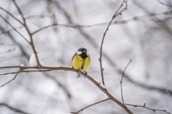 Great Tit Parus Major Snow Tree Winter Park Ukraine Close — Zdjęcie stockowe