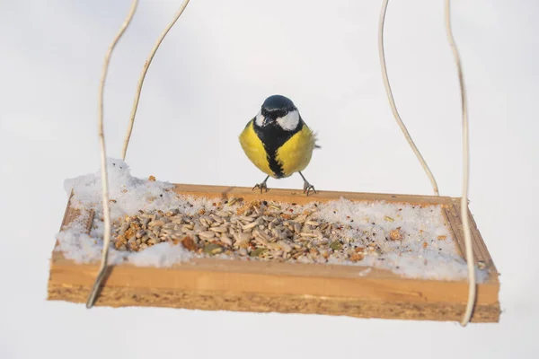 Great Tit Parus Major Feeder Winter Close Ukraine — Zdjęcie stockowe