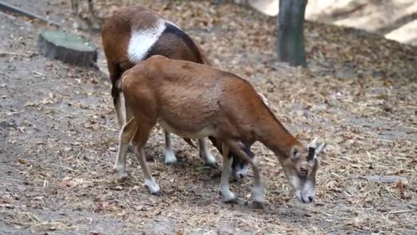 Wild Rams Rest Forest Summer Close Animals Nature Concept Ukraine — Stock Video