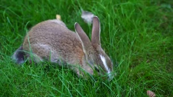 Joven Conejo Lindo Sobre Hierba Verde Comiendo Cerca Concepto Animales — Vídeos de Stock