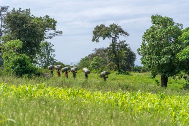 Arusha, Tanzanya - 20 Aralık 2019: Kafalarında saman çuvalları olan bir grup Afrikalı Arusha, Tanzanya, Doğu Afrika yakınlarındaki bir tarladan evlerine doğru yürüyorlar