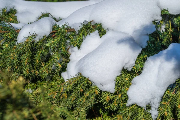 Schnee Auf Kiefernzweigen Winterpark Ukraine Winterwald Mit Bäumen Bedeckt Schnee — Stockfoto