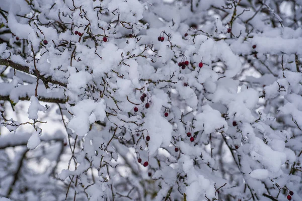 Schnee Auf Einem Hagebuttenbaum Mit Gefrorenen Beeren Winterpark Ukraine Winterwald — Stockfoto