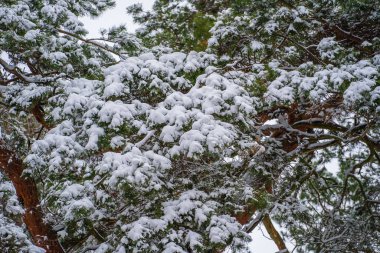 Kış parkında, Ukrayna 'da çam ağacı dallarında kar. Ağaçları karla kaplı kış ormanı. Sakin kış doğası