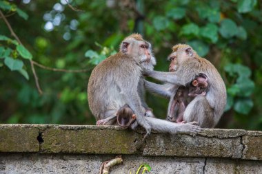 Endonezya, Bali 'deki kutsal maymun ormanlarında maymun ailesi. Kapat.