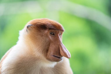 Malezya 'nın Borneo adasının yağmur ormanlarındaki vahşi Proboscis maymunu, Nasalis larvatus ya da Hollanda maymunu ailesi, yaklaşın. Kocaman sarkık burunlu inanılmaz bir maymun.