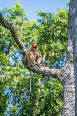 Malezya 'nın Borneo adasının yağmur ormanlarındaki vahşi Proboscis maymunu, Nasalis larvatus ya da Hollanda maymunu ailesi, yaklaşın. Kocaman sarkık burunlu inanılmaz bir maymun.