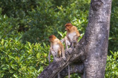 Malezya 'nın Borneo adasının yağmur ormanlarındaki vahşi Proboscis maymunu, Nasalis larvatus ya da Hollanda maymunu ailesi, yaklaşın. Kocaman sarkık burunlu inanılmaz bir maymun.