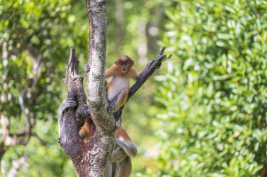 Malezya 'nın Borneo adasının yağmur ormanlarındaki vahşi Proboscis maymunu, Nasalis larvatus ya da Hollanda maymunu ailesi, yaklaşın. Kocaman sarkık burunlu inanılmaz bir maymun.