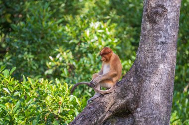 Malezya 'nın Borneo adasının yağmur ormanlarındaki vahşi Proboscis maymunu, Nasalis larvatus ya da Hollanda maymunu ailesi, yaklaşın. Kocaman sarkık burunlu inanılmaz bir maymun.