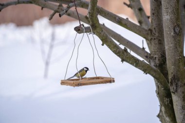 Great tit Parus Major on feeder at winter, close up, Ukraine