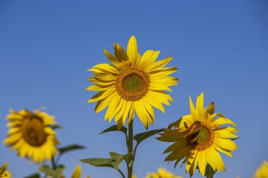 Mavi gökyüzünün üzerinde ayçiçeği tarlası olan güzel bir manzara. Doğa konsepti