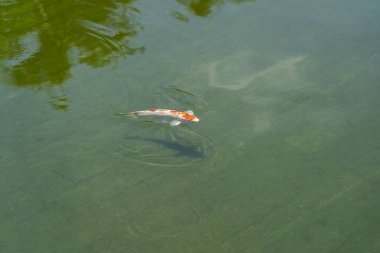 Danang, Vietnam 'da, gölet suyunda sırılsıklam olmuş sazan balığı.