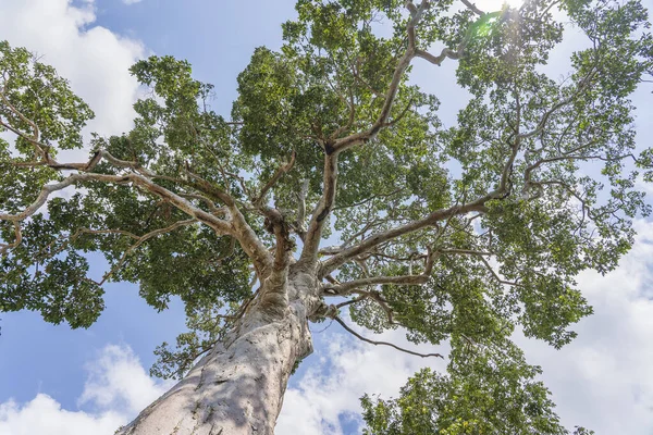 Grote Tropische Boom Met Hemelse Achtergrond Zicht Van Onderen Wetenschappelijke — Stockfoto