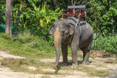 Koh Phangan Tayland adasındaki fil kampında turist gezisi için fil. Fil ormanda palmiye yaprakları yiyor..