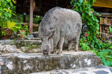 Koh Phangan, Tayland 'daki sahil kafesinin yanındaki büyük domuz. Kapat.