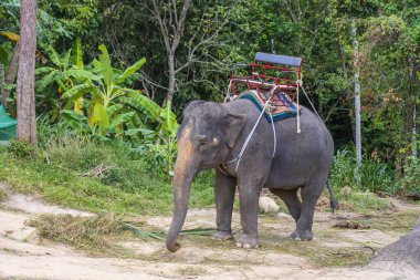 Koh Phangan Tayland adasındaki fil kampında turist gezisi için fil. Fil ormanda palmiye yaprakları yiyor..