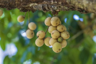 Langsat, Longkong ya da Lansium parazitleri hasat etmeye hazır. Tayland 'daki tropikal meyve ağacında çok sayıda verimli ürün bulundu.
