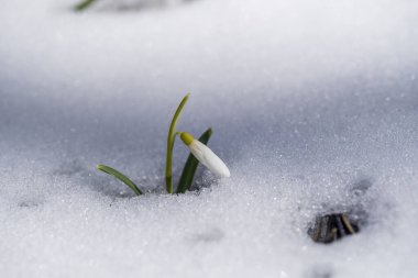 Güzel ilkbahar çiçeği, kapat. Beyaz kardan bahar karları yükseliyor. Doğa konsepti. Ukrayna