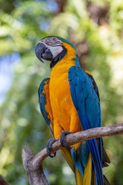 Doğadaki mavi ve sarı papağan kuşunun yüzünü kapatın.