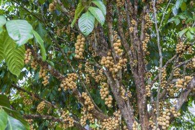 Langsat, Longkong ya da Lansium parazitleri hasat etmeye hazır. Tayland 'daki tropikal meyve ağacında çok sayıda verimli ürün bulundu.