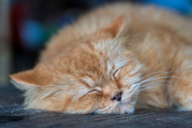 Kafedeki ahşap masada uyuyan güzel kızıl kedi. Yaklaş, Tayland.