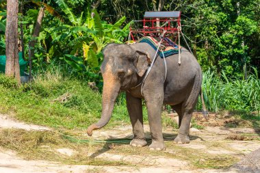 Koh Phangan Tayland adasındaki fil kampında turist gezisi için fil. Fil ormanda palmiye yaprakları yiyor..