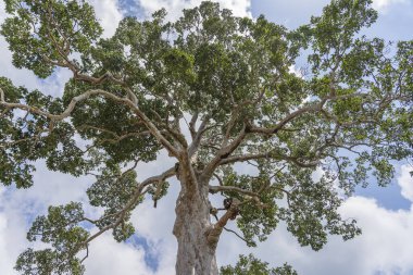 Gökyüzü arka planlı büyük tropikal ağaç, aşağıdan görünüyor. Bilimsel adı Dipterocarpus alatus veya Yang Na Yai ağacı. Koh Phangan Adası, Tayland
