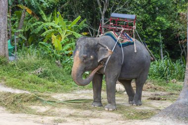 Koh Phangan Tayland adasındaki fil kampında turist gezisi için fil. Fil ormanda palmiye yaprakları yiyor..