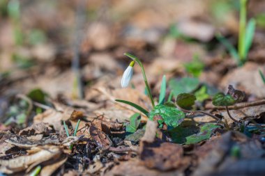 Güzel ilkbahar çiçeği, kapat. Doğa konsepti. Ukrayna