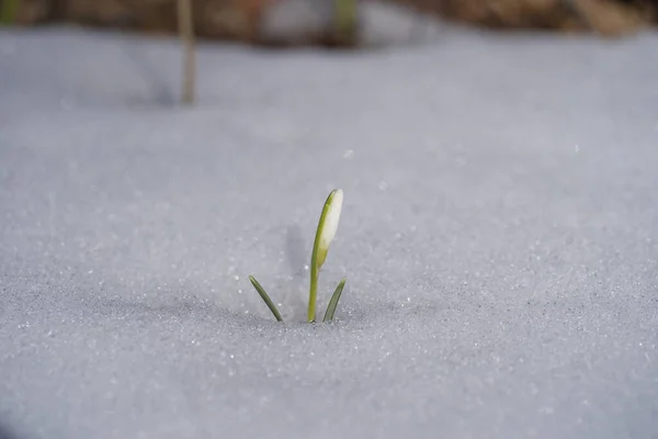 美しい最初の春の花を閉じます 白い雪から湧き出す春の雪 自然概念 ウクライナ — ストック写真