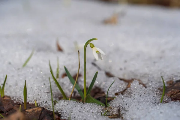 Прекрасный Первый Весенний Цветок Закрой Весенние Подснежники Поднимающиеся Белого Снега — стоковое фото