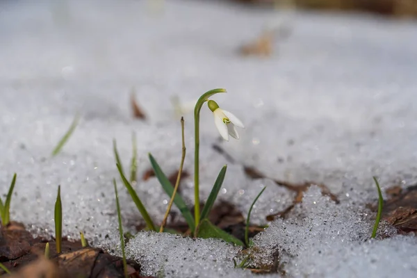 Hermosa Primera Flor Primavera Cerca Las Nevadas Primavera Surgen Nieve —  Fotos de Stock