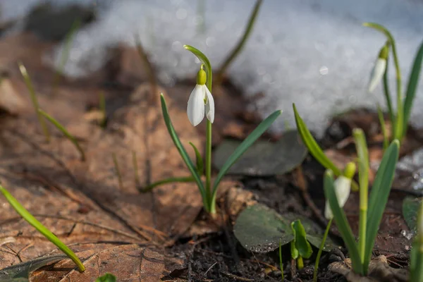 美しい最初の春の花を閉じます 白い雪から湧き出す春の雪 自然概念 ウクライナ — ストック写真