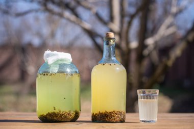Geleneksel Ukrayna soğuk arpası doğanın arka planında cam bir kavanozda kvass içer. Huş ağacı özü ve kızarmış arpadan yapılmış Kvass içeceği. Bahar içeceğini cam kavanozda ve bahçedeki masada cam bardakta tazeliyorum.