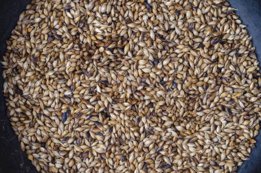 Kavrulmuş arpa tanelerini masanın üstündeki dökme demir tavada yakın çekim yapın. Bira veya kvass içeriği