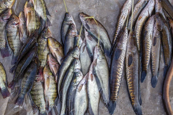 在缅甸因莱湖附近的街头食品市场上出售的新鲜淡水鱼捕获量 靠近点 — 图库照片