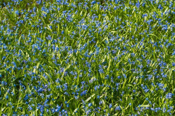 Proleska Scylla Mavi Kar Damlası Ilk Bahar Çiçekleri Güzel Mavi — Stok fotoğraf