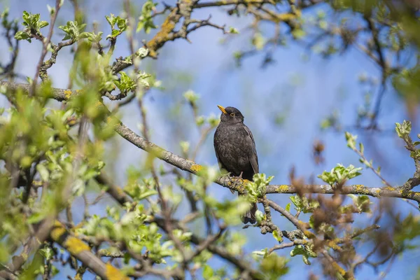 Обыкновенная Европейская Птица Старлинг Sturnus Vulgaris Сидящая Ветке Дерева Весной — стоковое фото