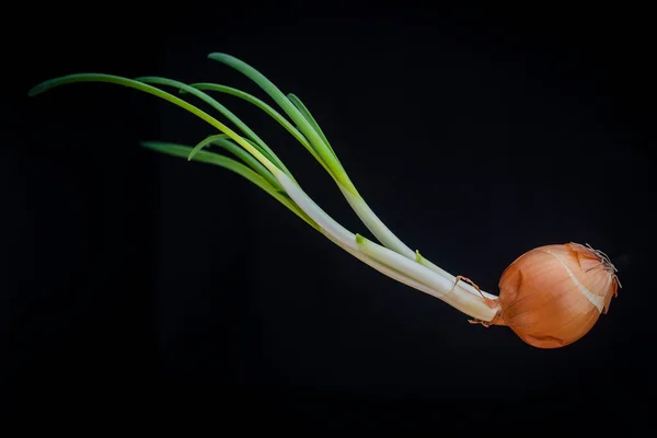 Grodd Gammal Lök Isolerad Mot Svart Bakgrund Närbild — Stockfoto