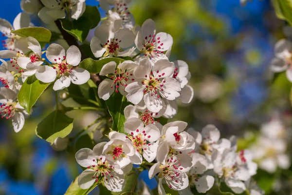 Rama Flores Blancas Florece Peral Contra Cielo Azul Cerca — Foto de Stock