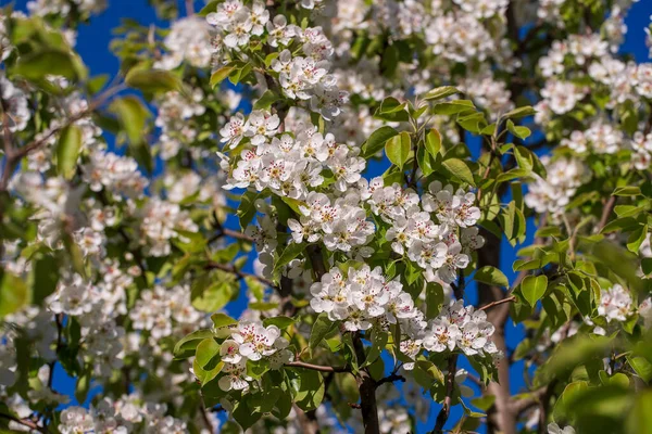 Sprig Bílých Květin Kvete Hrušce Proti Modré Obloze Zblízka — Stock fotografie