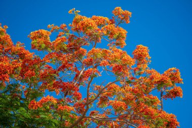 Sharm El Sheikh, Mısır, Afrika 'da mavi gökyüzü arka planında kırmızı tropikal çiçekleri olan yaz renkli ağaç. Kırmızı tavus kuşu çiçekleri ya da alev ağacı, gökyüzü arka planında kraliyet puantiyesi.