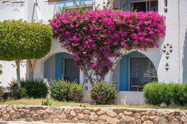 Beyaz duvarlı, balkonlu bir ev ve Sharm El Sheikh 'te Mısır caddesinde kırmızı bir çiçek ağacı.