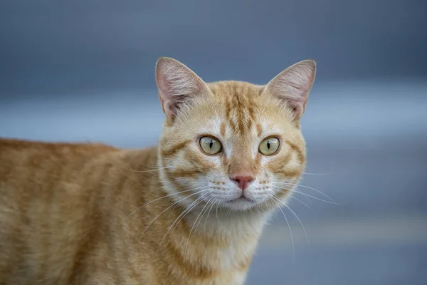 Πορτρέτο Της Μοναχικής Κόκκινης Γάτας Στο Δρόμο Της Αιγύπτου Στο — Φωτογραφία Αρχείου