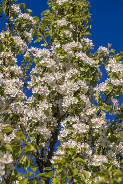 Sprig Bílých Květin Kvete Hrušce Proti Modré Obloze Zblízka — Stock fotografie