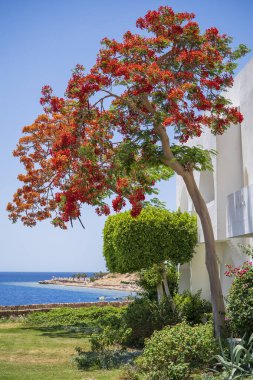 Bina, kırmızı tropikal çiçekli alev ağacı ve kumsalda kızıl deniz suyu sabah Sharm El Sheikh, Mısır, Afrika tatil köyünde